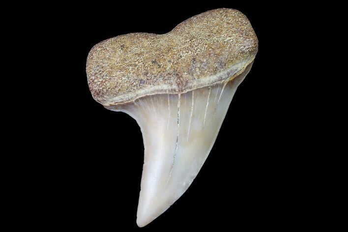 Fossil Shark Tooth (Carcharodon planus) - Bakersfield, CA #178284